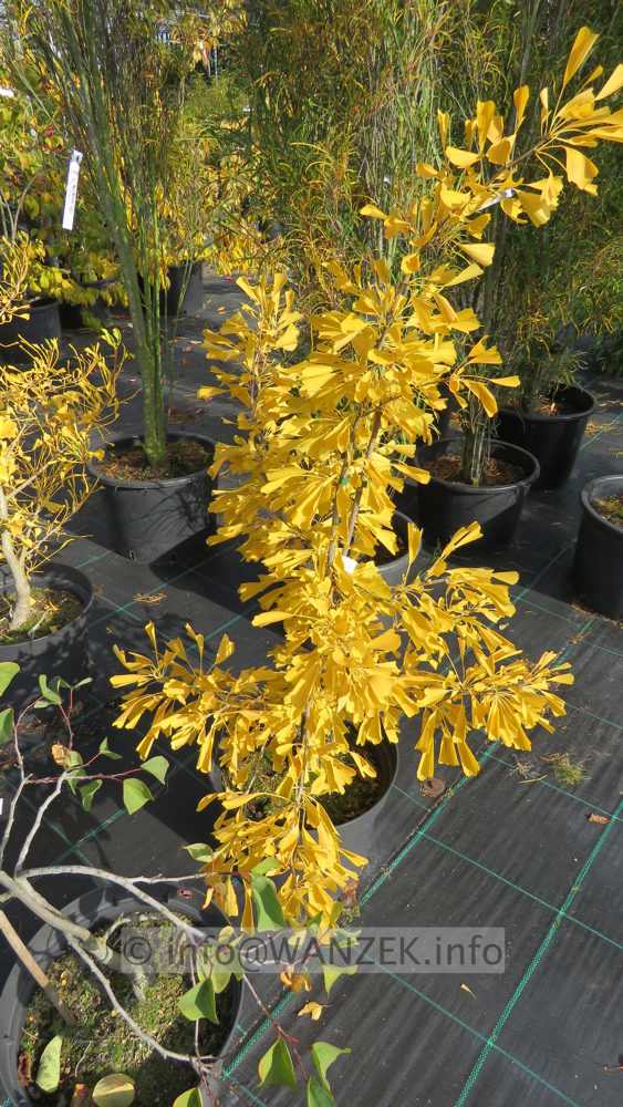 Ginkgo biloba Saratoga - Herbst.JPG